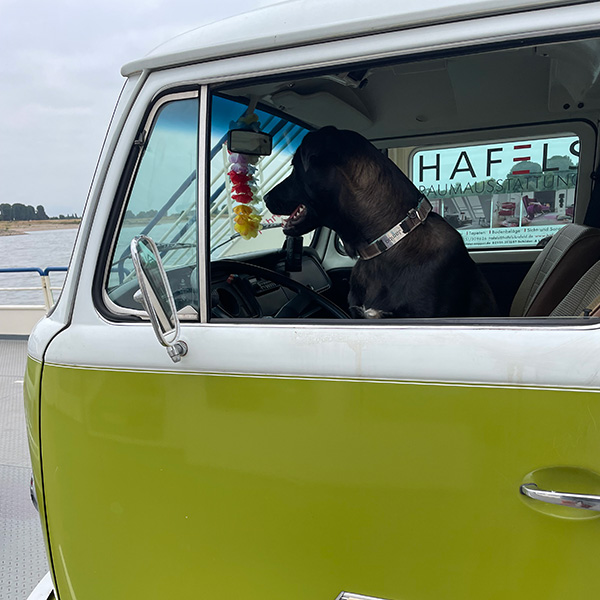 Düsseldorf-Bulli-Safari